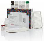 Multispecies ERK1/ERK2 In-Cell ELISA Kit, Colorimetric (62206)